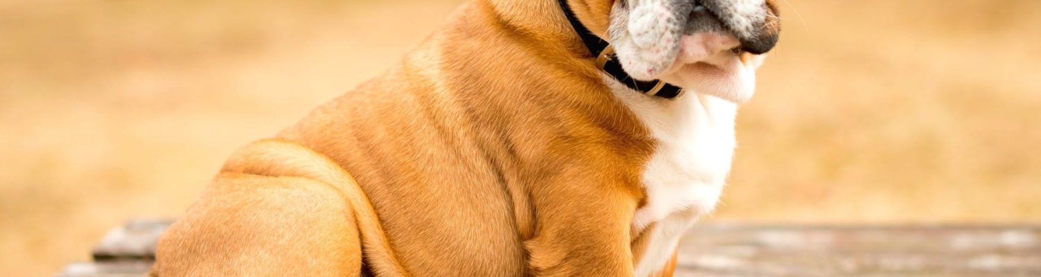 éducation du bulldog anglais 
